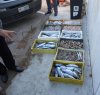https://www.tp24.it/immagini_articoli/25-10-2013/1382723516-0-pesce-in-cattivo-stato-multati-due-ristoranti-di-mazara.jpg