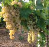 https://www.tp24.it/immagini_articoli/25-12-2023/1703493504-0-fate-sopravvivere-le-aziende-vitivinicole-in-sicilia.jpg