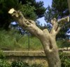 https://www.tp24.it/immagini_articoli/26-03-2014/1395849824-0-tagliati-150-alberi-di-ulivo-ad-un-imprenditore-di-campobello-di-mazara-michele-licata.jpg