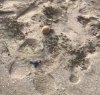 https://www.tp24.it/immagini_articoli/26-09-2018/1537981495-0-marsala-sono-nate-tartarughine-spiaggia-sbocco-video.jpg