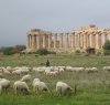 https://www.tp24.it/immagini_articoli/26-10-2022/1666769912-0-produzioni-agricole-al-parco-archeologico-di-selinunte-come-diserbante-arrivano-le-pecore.jpg