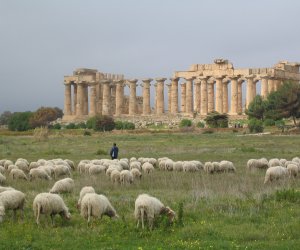 https://www.tp24.it/immagini_articoli/26-10-2022/1666769912-0-produzioni-agricole-al-parco-archeologico-di-selinunte-come-diserbante-arrivano-le-pecore.jpg