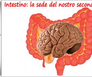 https://www.tp24.it/immagini_articoli/27-02-2013/1379491808-1-intestino-secondo-cervello.jpg