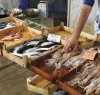 https://www.tp24.it/immagini_articoli/27-06-2018/1530054793-0-trapani-tornano-piazza-venditori-abusivi-pesce-guerra-regolari.jpg