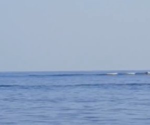 https://www.tp24.it/immagini_articoli/27-08-2019/1566886326-0-pantelleria-avvistato-branco-balene-video.png