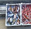 https://www.tp24.it/immagini_articoli/28-07-2018/1532761855-0-ancora-sequestro-pesce-buono-porto-trapani.jpg