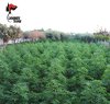 https://www.tp24.it/immagini_articoli/28-07-2018/1532768780-0-giardino-marsala-sono-state-scoperte-piante-marijuana-arrestato-uomo.jpg