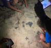 https://www.tp24.it/immagini_articoli/28-08-2021/1630137825-0-nbsp-diciotto-tartarughe-nbsp-sono-nate-in-spiaggia-a-petrosino.jpg