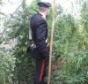 https://www.tp24.it/immagini_articoli/28-09-2017/1506582853-0-scoperta-maxi-serra-marijuana-poggioreale-arresti.jpg