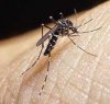 https://www.tp24.it/immagini_articoli/28-09-2022/1664352893-0-virus-delle-zanzare-si-diffonde-il-contagio-a-marsala.jpg