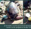 https://www.tp24.it/immagini_articoli/28-11-2019/1574930315-0-salvata-tartaruga-spiaggia-fontane.jpg