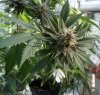 https://www.tp24.it/immagini_articoli/29-03-2021/1617030951-0-sicilia-ok-all-ars-alla-norma-sulla-coltivazione-della-cannabis-terapeutica.jpg
