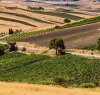 https://www.tp24.it/immagini_articoli/29-04-2022/1651220846-0-sviluppo-rurale-bando-da-tre-milioni-per-i-gal-siciliani.jpg