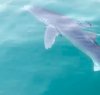 https://www.tp24.it/immagini_articoli/29-08-2023/1693284007-0-nbsp-curiosity-arises-as-a-blue-shark-roams-peacefully-in-sicilian-waters.png