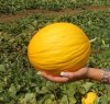 https://www.tp24.it/immagini_articoli/30-03-2013/1378805424-1-melone-e-anguria-nuove-cultivar-presentate-a-trapani.jpg