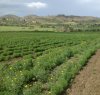https://www.tp24.it/immagini_articoli/30-10-2015/1446217602-0-a-rischio-i-fondi-psr-per-le-aziende-agricole-siciliane.jpg