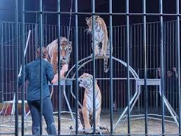 https://www.tp24.it/immagini_articoli/30-12-2022/1672391636-0-una-tigre-ha-azzannato-un-domatore-al-circo-orfei-il-video.jpg