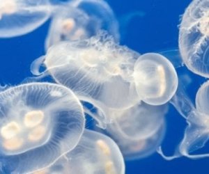https://www.tp24.it/immagini_articoli/31-07-2018/1533015914-0-agrigento-giovane-bagno-viene-attaccata-decine-meduse.jpg