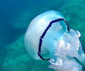 https://www.tp24.it/immagini_articoli/31-07-2020/1596175348-0-la-medusa-gigante-non-e-tropicale.jpg