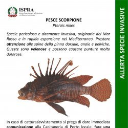 https://www.tp24.it/immagini_articoli/31-10-2016/1477908610-0-favignana-anche-l-amp-isole-egadi-evidenzia-la-pericolosita-del-pesce-scorpione.jpg