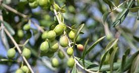 https://www.tp24.it/immagini_articoli/31-10-2023/1698731103-0-unlocking-the-potential-of-sicilian-olive-oil.jpg